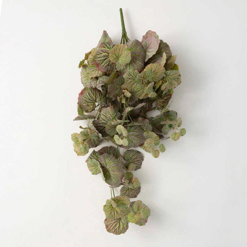 Hanging Begonia Bush