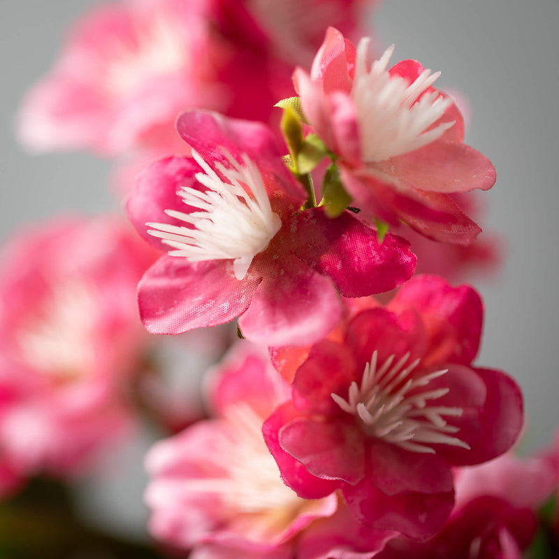 Pink Blossom Bush