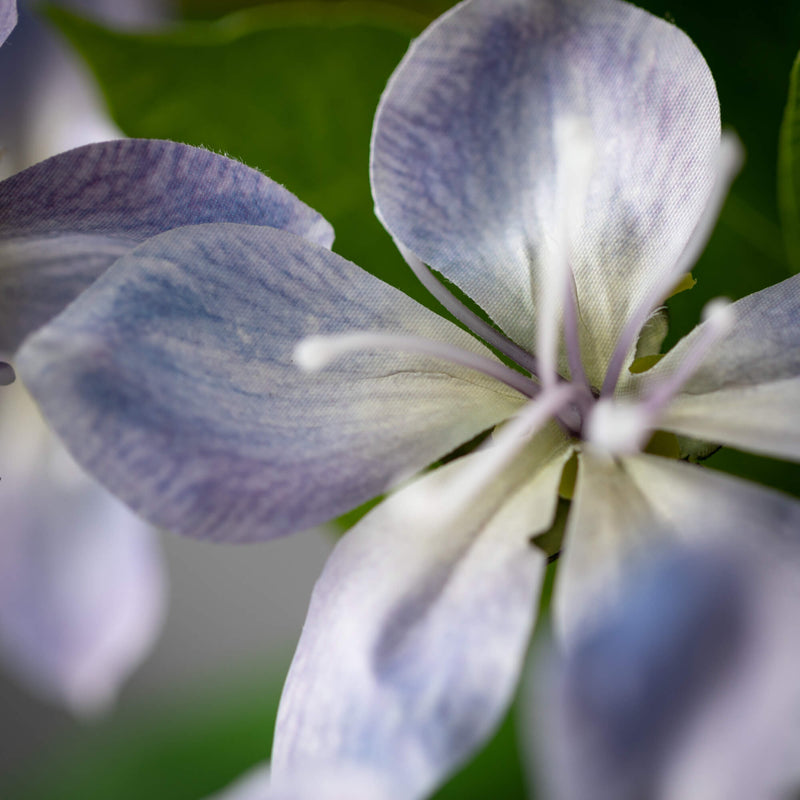 FRESHCUT® LAVENDER BLOSSOM