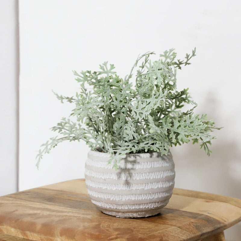 Coriander in Pot