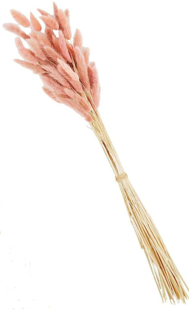 Preserved Bunnytail Stem