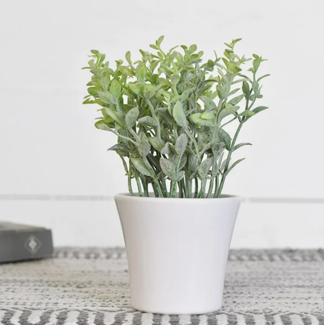 BABY LEAVES IN POT
